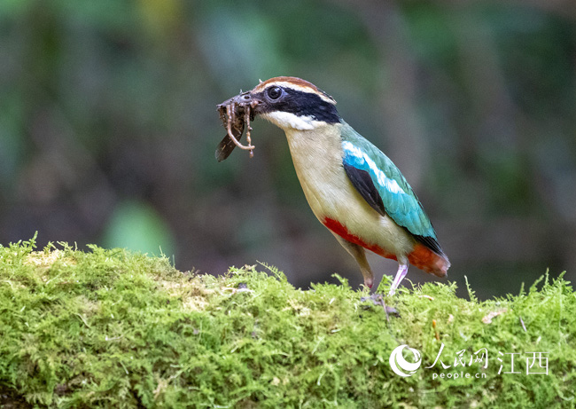 ʡŽ䌎hzӰۺɽȻo^ĔzBСŮɰɫS/z