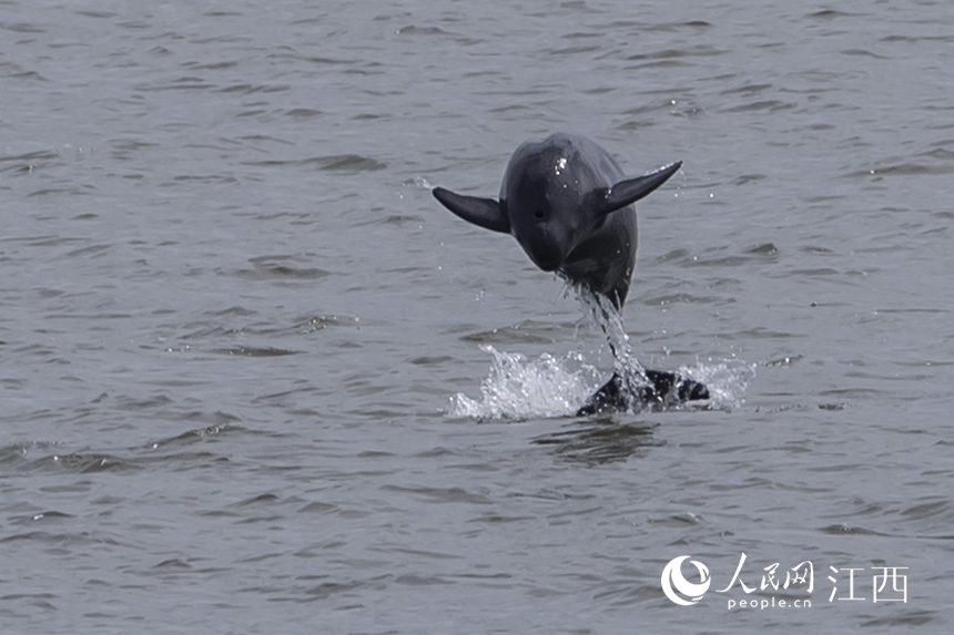 SM֧ϲГP悝OIˮꐽ z