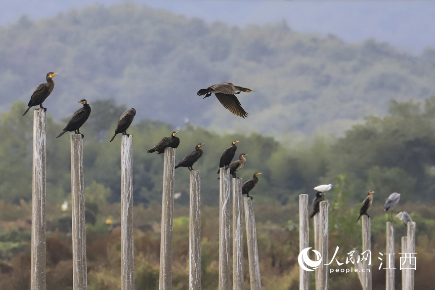 108ԽBw۶ꖺ z