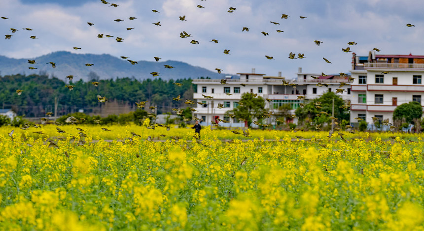 ǧ߲˻cͲ˻fӳȤwz