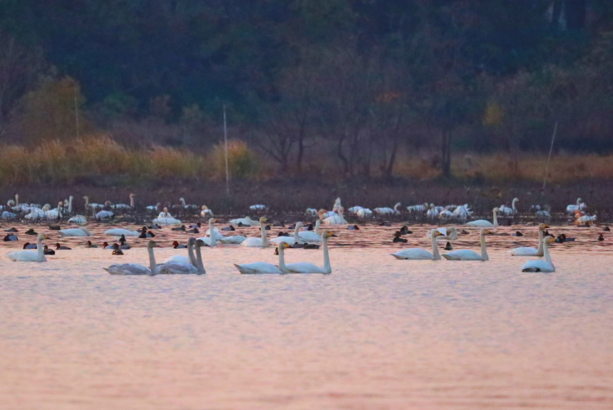 Žɣ^|ȵĺB_ʼw z  