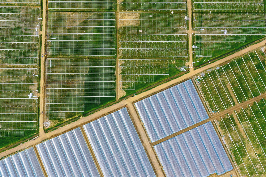 航拍樂安縣增田鎮長江村蔬菜大棚。黃煜攝