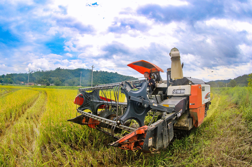 全南縣陂頭鎮早稻成熟，收割機在田間忙碌穿梭。