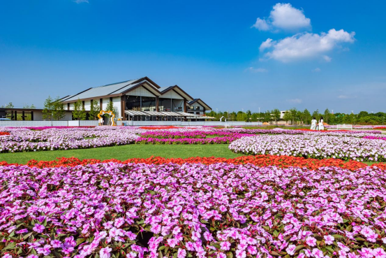 小鎮入口處的花園，超級鳳仙開的格外妖艷。