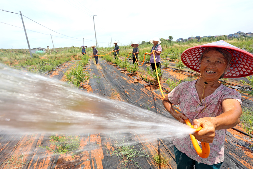 村民冒著高溫進行田間管理，對藍莓進行澆水降溫。何江華攝