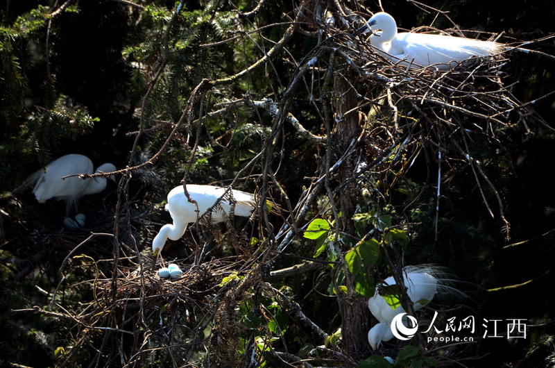 江西良好的生態每年都吸引著大量候鳥前來筑巢繁育后代。?人民網?時雨攝