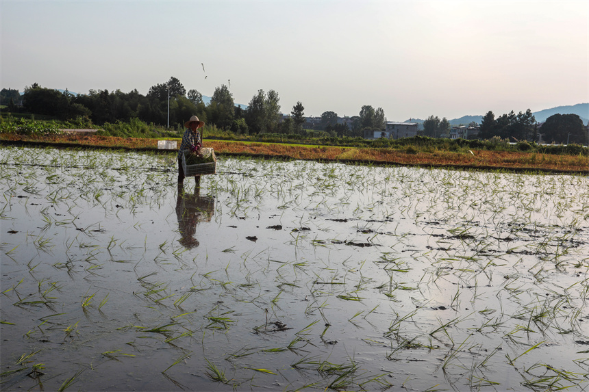農戶正在忙著“雙搶”。黃煜攝