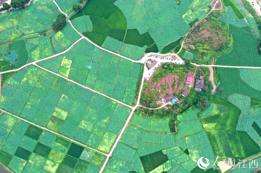 航拍鏡頭下，廣昌縣甘竹鎮的千畝紅蓮基地里呈現“接天蓮葉無窮碧”的美景。 人民網 時雨攝