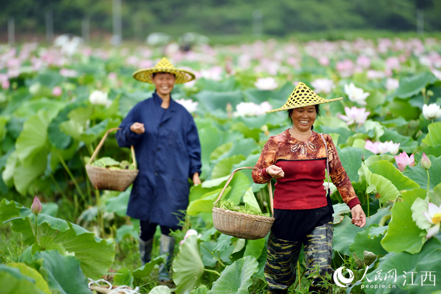采摘蓮蓬后，村民們走在田埂上，臉上洋溢著收獲的喜悅。 人民網 時雨攝