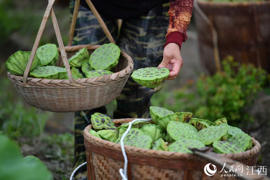 村民們將采摘的蓮蓬歸攏后準備上市銷售。 人民網 時雨攝