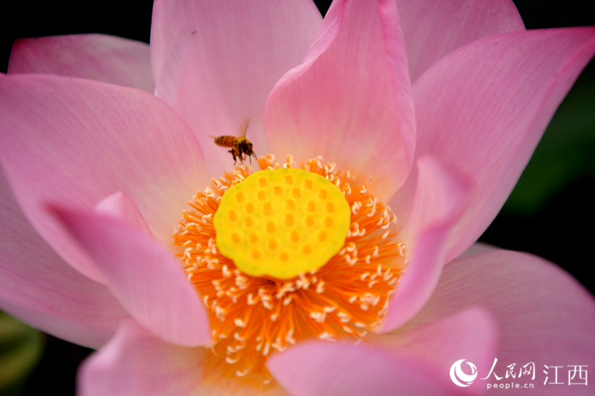 蓮池內盛開的蓮花。 人民網 時雨攝