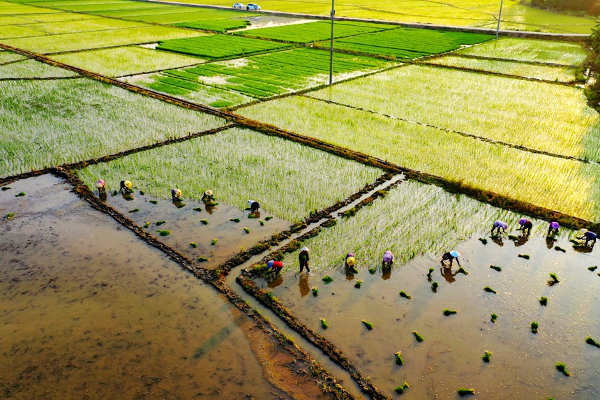農民們在田間忙著搶插晚稻。李凡欽攝