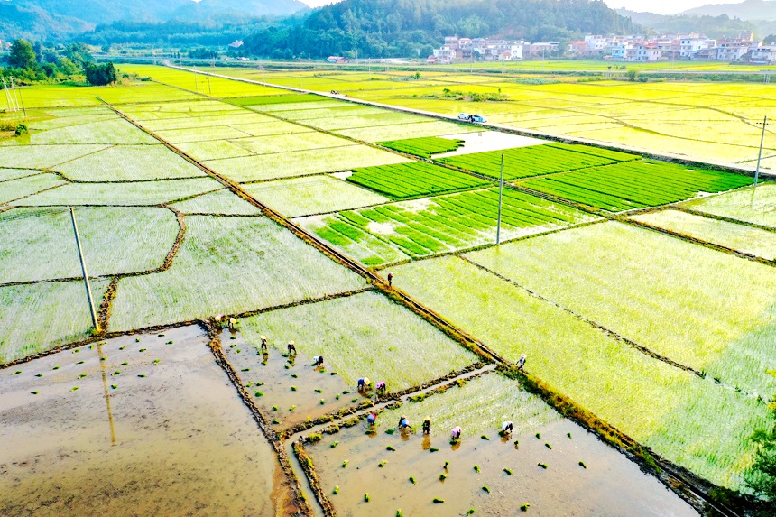 農民們在田間忙著搶插晚稻。李凡欽攝