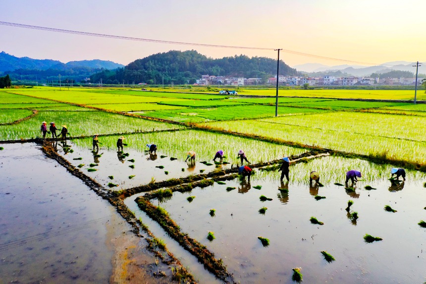 農民們在田間忙著搶插晚稻。李凡欽攝
