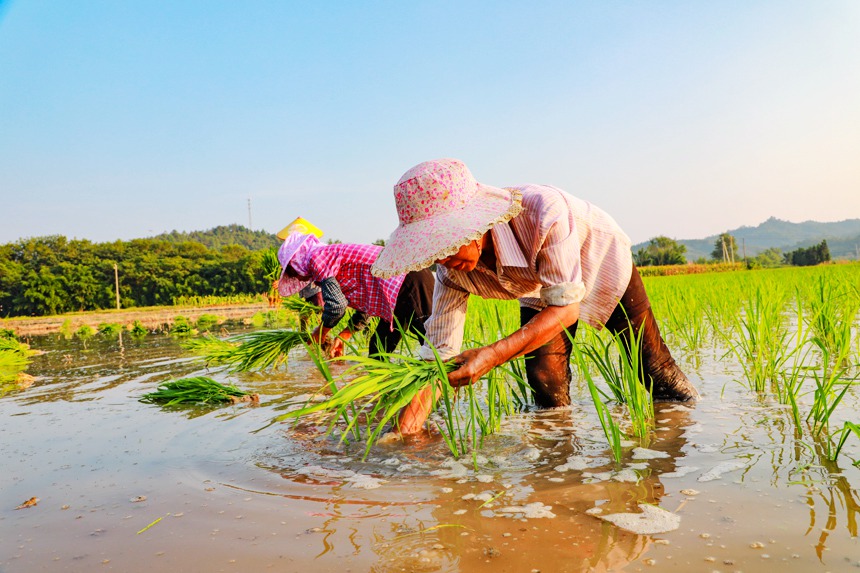 農民們在田間忙著搶插晚稻。李凡欽攝