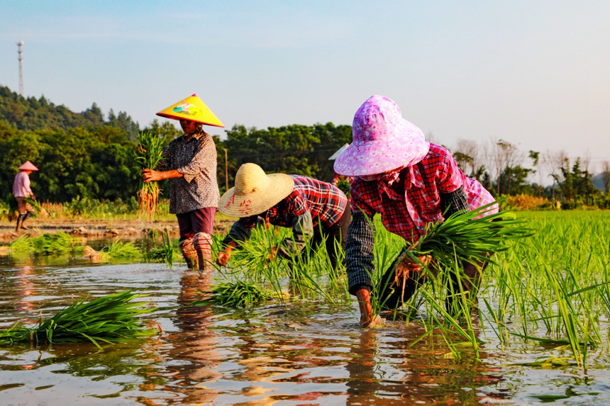 農民們在田間忙著搶插晚稻。李凡欽攝