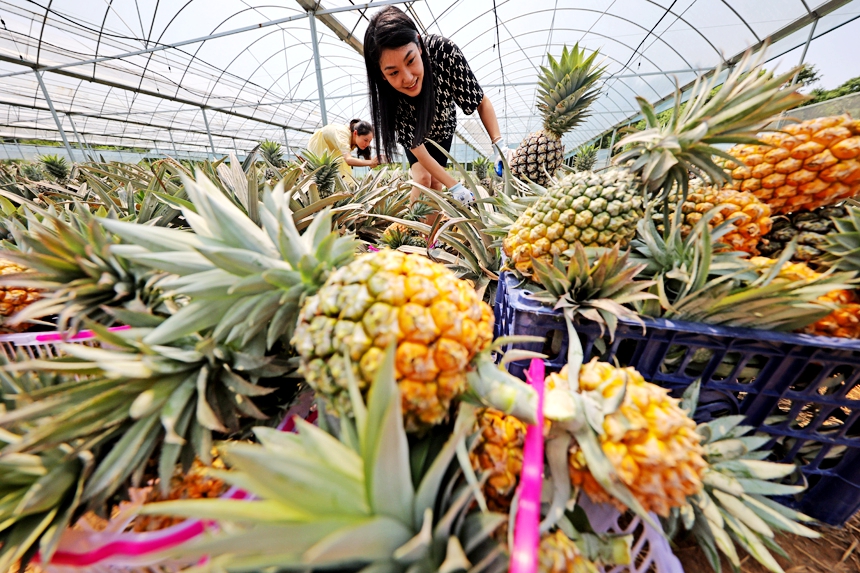 游客在采摘成熟的鳳梨。何江華攝