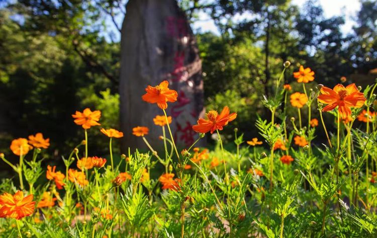 鮮花扮靚南昌灣里深山處的鄉村。  灣里管理局 供圖