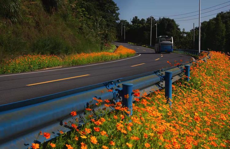 鮮花扮靚南昌灣里深山處的鄉村。  灣里管理局 供圖