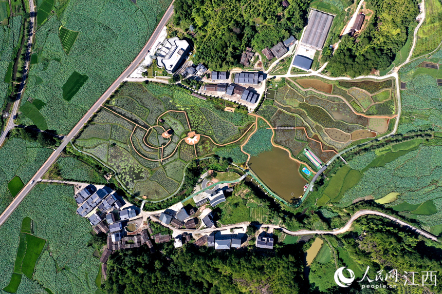 航拍“嵌”在蓮池中的姚西村宛若一幅靜謐的山水畫。 人民網 時雨攝
