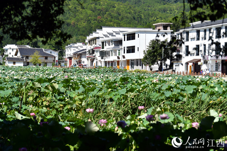 廣昌縣驛前鎮姚西村，蓮池中蓮葉搖曳、蓮花綻放。 人民網 時雨攝