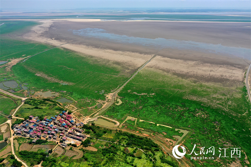 11日，鄱陽湖南山附近水域實拍，湖水退去，草原景象逐漸顯現。 人民網 時雨攝