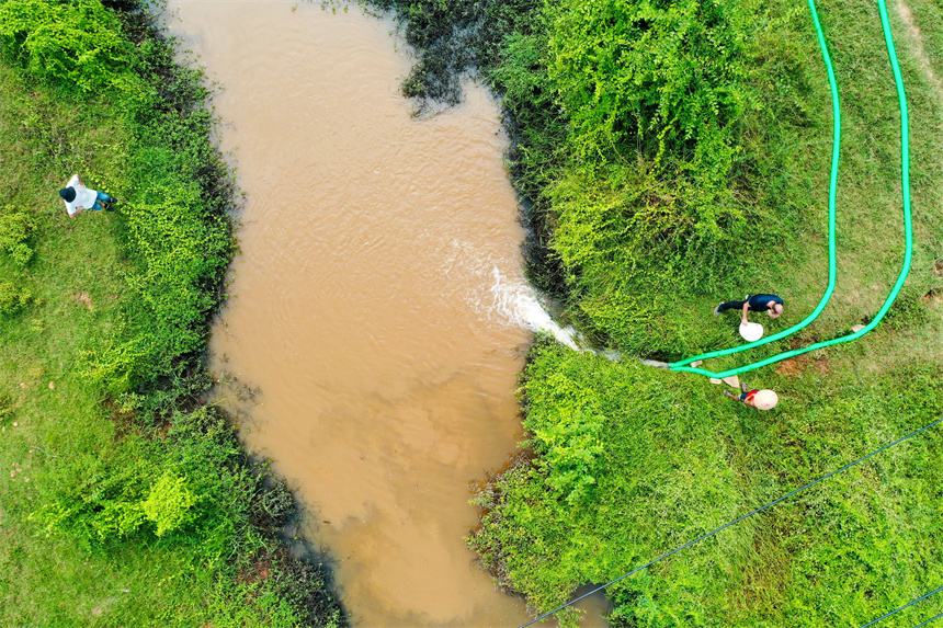 仰山村干部群眾將水泵放入肖江支流之中，抽取江水進入灌區渠道內用于澆灌干裂的稻田。周亮攝