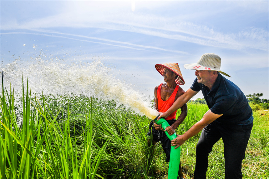 干部群眾在澆灌干裂的稻田。周亮攝