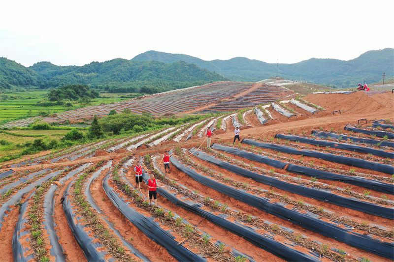 志愿服務隊正在為新栽種的藍莓苗澆水。