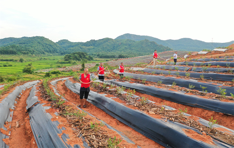 志愿服務隊正在為新栽種的藍莓苗澆水。