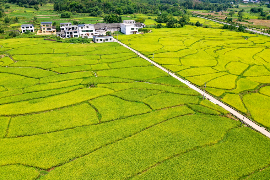 航拍江西省贛州市全南縣城廂鎮黃埠村農田，美不勝收。李凡欽攝