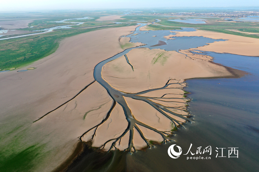 航拍鄱陽湖核心湖區金溪湖，大小湖汊如經絡般向主航道延伸。 人民網 時雨攝