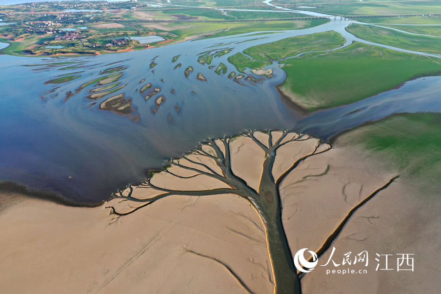 航拍鄱陽湖核心湖區金溪湖，大小湖汊如經絡般向主航道延伸。 人民網 時雨攝