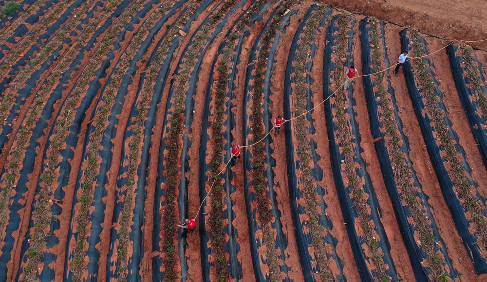 江西東鄉：抗旱保苗