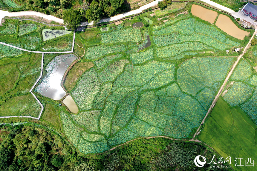 龍和水庫的水源通過干渠流到下游田塊。 人民網 時雨攝