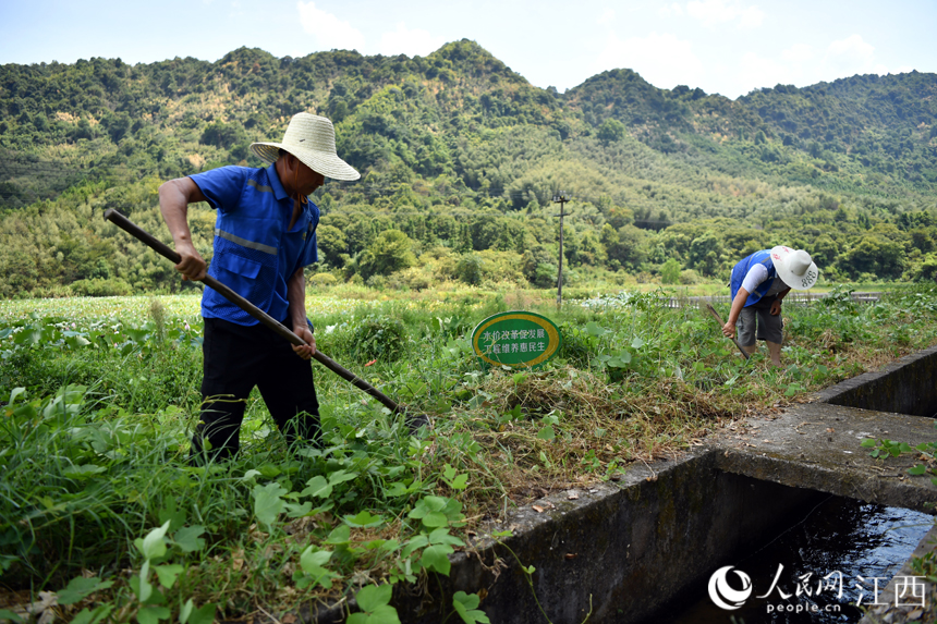 水投養護人員正在對干渠進行清淤砍雜，確保渠道暢通。 人民網 時雨攝
