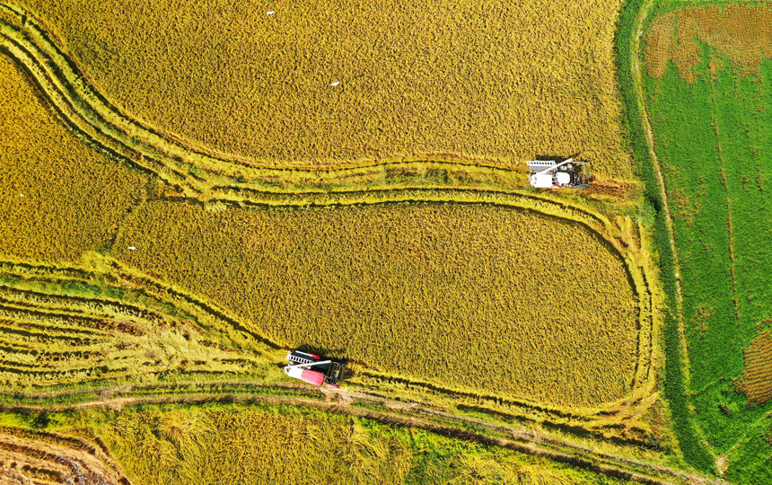 稻浪滾滾滿目金黃，一臺臺收割機正穿梭于田間作業。楊松 攝