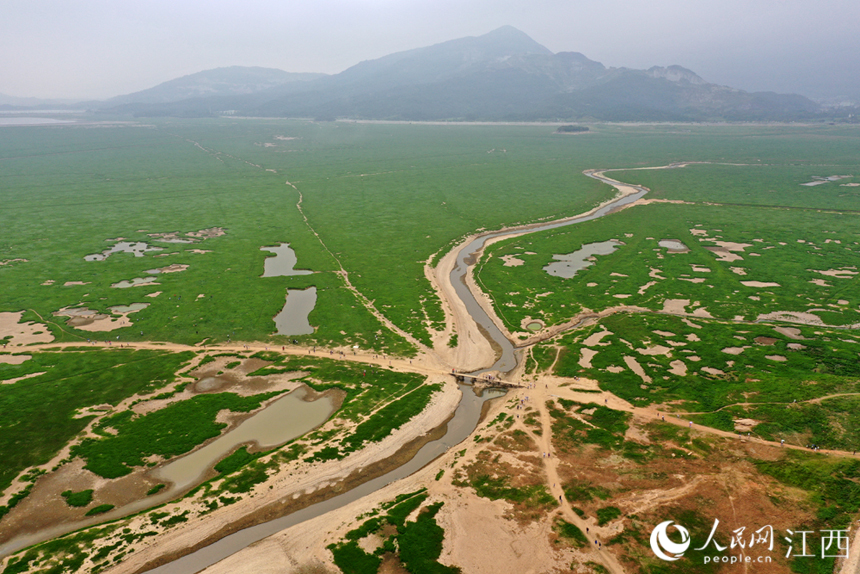 鄱陽湖干旱實拍。 人民網 時雨攝