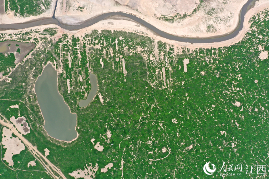 鄱陽湖干旱實拍。 人民網 時雨攝