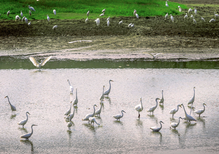 成群的白鷺在山塘里覓食嬉戲，呈現出一派美麗和諧的生態畫卷。周亞茂攝