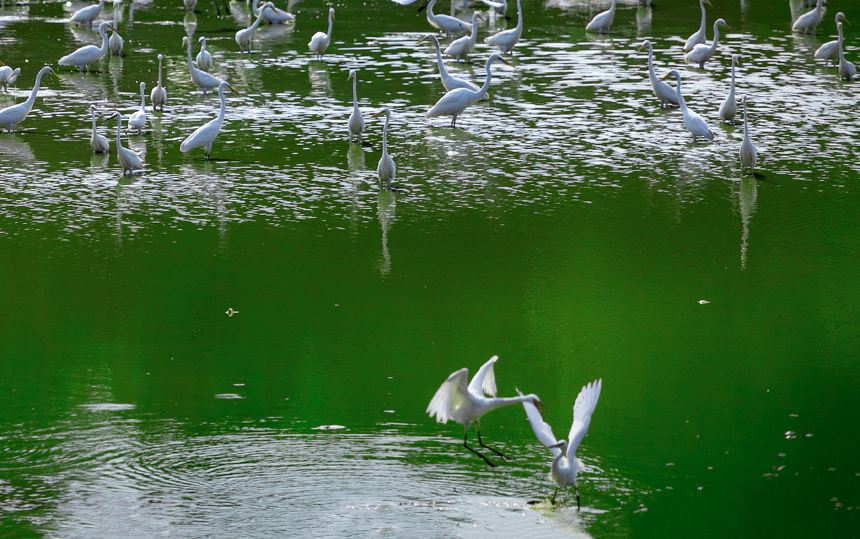 成群的白鷺在山塘里覓食嬉戲，呈現出一派美麗和諧的生態畫卷。周亞茂攝