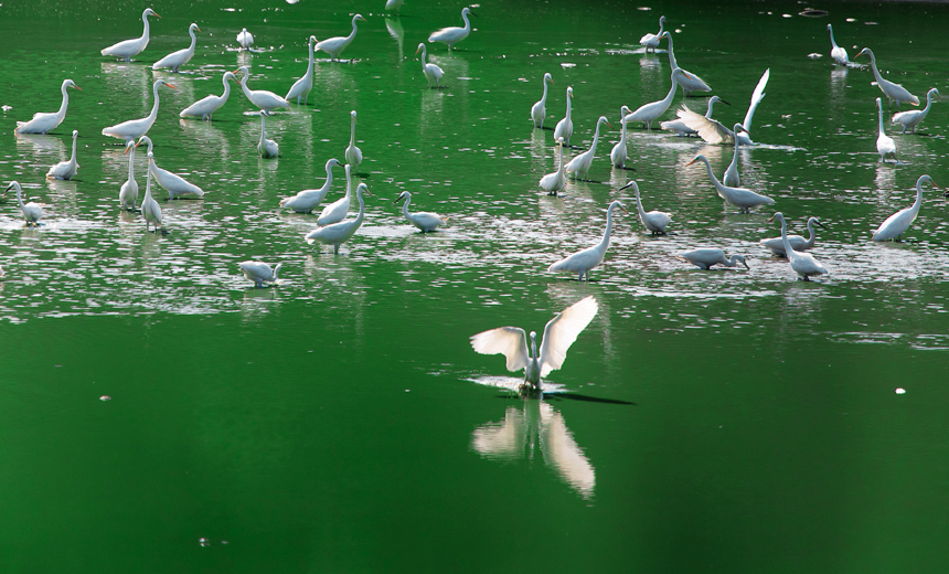 成群的白鷺在山塘里覓食嬉戲，呈現出一派美麗和諧的生態畫卷。周亞茂攝