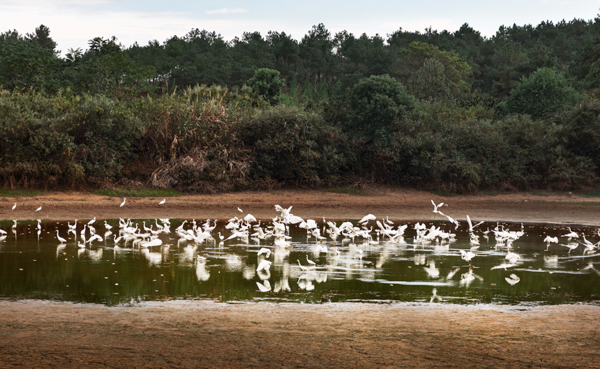 成群的白鷺在山塘里覓食嬉戲，呈現出一派美麗和諧的生態畫卷。周亞茂攝