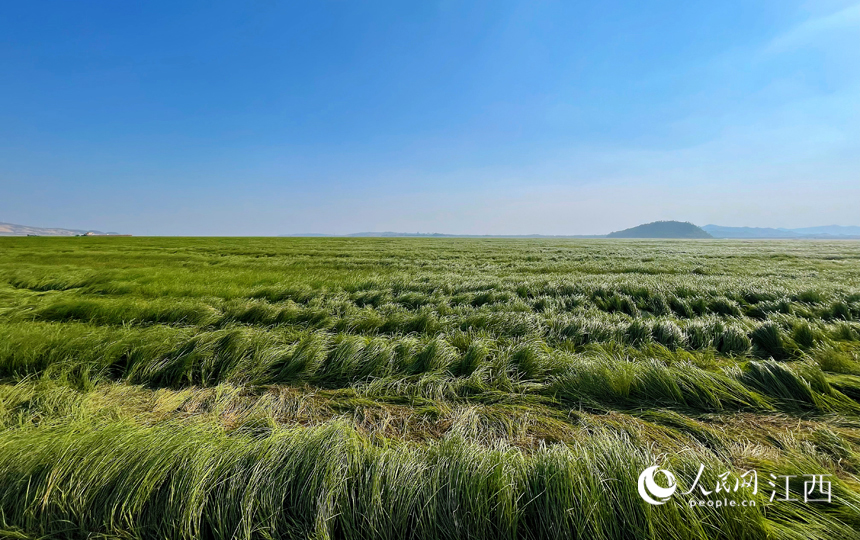水位持續走低，鄱陽湖變身蒼翠碧綠的“草原”。人民網 毛思遠攝