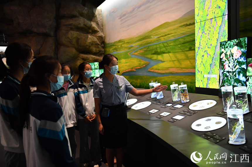 講解員正在給學生們講解各類中藥材標本。 人民網 時雨攝