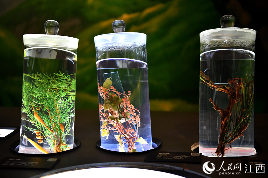 中醫藥博物館內展出的各類中藥材標本。 人民網 時雨攝