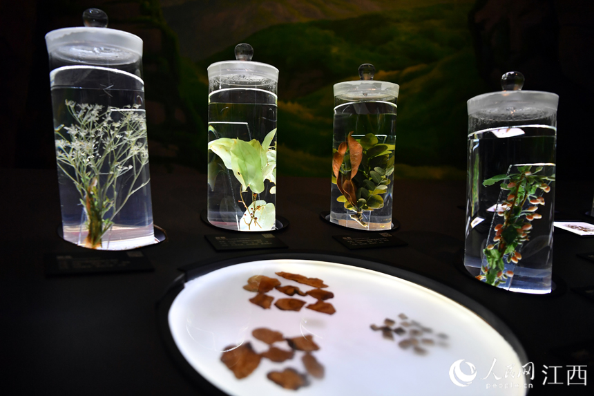中醫藥博物館內展出的各類中藥材標本。 人民網 時雨攝