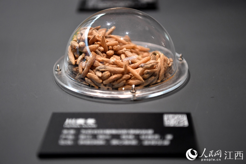 中醫藥博物館內展出的各類中藥材標本。 人民網 時雨攝