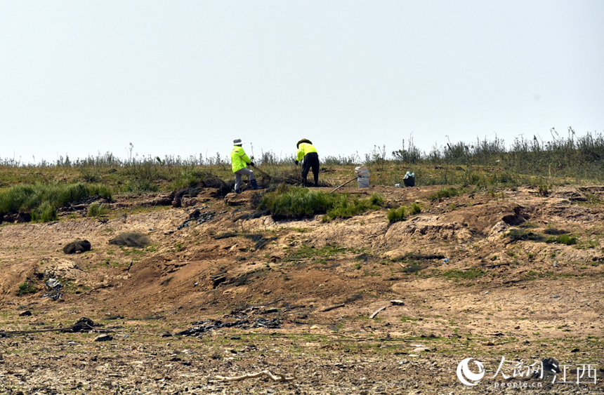 漁政工作人員和志愿者在鄱陽湖清理廢棄的漁具。 人民網 時雨攝