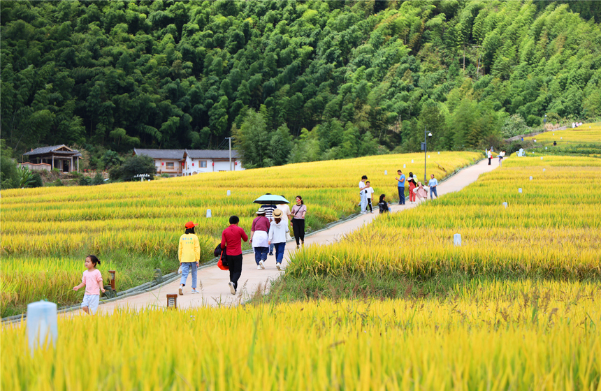 游客們穿行其間，拍照打卡，盡享田園之樂。曾劉洲攝